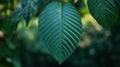 a green leaf hanging from a tree branch Royalty Free Stock Photo