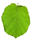 Green leaf of hazel tree