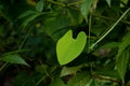 Green leaf in heart Shape