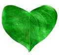 Green leaf heart shaped.