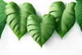 green leaf heart on a white background. Happy Earth Day card, banner or flyer concept. Bright fresh 3d realistic green leaves in Royalty Free Stock Photo
