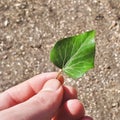 Green leaf held in the hand of a man. Leaf on the background of the soil