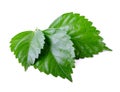 Green leaf of Hibiscus; closeup on white background