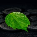 Green leaf hibiscus on zen basalt stones with drops in water, be Royalty Free Stock Photo