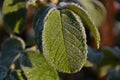 Green leaf with hoarfrost