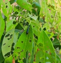 Green leaf   with holes eaten by pests ,insect. Pest control in the garden Royalty Free Stock Photo