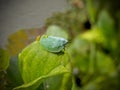Leaf Hopper Royalty Free Stock Photo