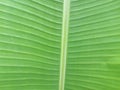 green leaf with horizontal line texture in indonesian java garden