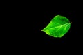 Green leaf in horizontal stripe with water drops on black. copy space