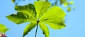 Green leaf of horse chestnut towards the blue sky. Horse chestnut leaf.  Aesculus hippocastanum Royalty Free Stock Photo