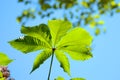 Green leaf of horse chestnut towards the blue sky. Horse chestnut leaf.  Aesculus hippocastanum Royalty Free Stock Photo