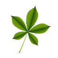 Green leaf of horse chestnut tree on a white background Royalty Free Stock Photo