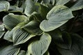 green leaf hosta garden plant