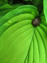 Green leaf hosts and snail close up background