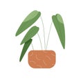 Green leaf house plant in pot. Foliage houseplant in flowerpot. Home natural decoration growing in planter. Office