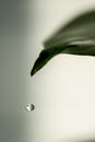 A green leaf of a houseplant in close-up.