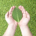 Green leaf on human hands
