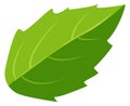 Green leaf icon. Cartoon basil. Cooking herb