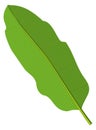 Green leaf icon. Natural fresh tree foliage