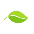 Green leaf icon