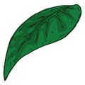 Green leaf icon. Vector illustration of spring fresh leaf. Royalty Free Stock Photo