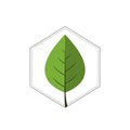 A green leaf icon with visible Royalty Free Stock Photo