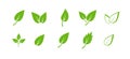 Green leaf icons set. Elements design for natural, eco, vegan. Leaves icon on isolated background. Collection green leaf Royalty Free Stock Photo