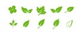 Green leaf icons set. Elements design for natural, eco, vegan. Leaves icon on isolated background. Collection green leaf Royalty Free Stock Photo