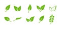 Green leaf icons set. Elements design for natural, eco, vegan. Leaves icon on isolated background. Collection green leaf Royalty Free Stock Photo