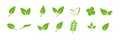 Green leaf icons set. Elements design for natural, eco, vegan. Leaves icon on isolated background. Collection green leaf Royalty Free Stock Photo