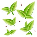 Green leaf icons set on white background with drops and ladybugs Royalty Free Stock Photo