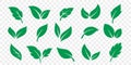Green leaf icons set on white background. Vector vegetarian, vegan, eco and organic herbal icons
