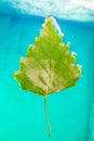 green leaf in icy water