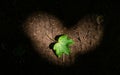 Green leaf illuminated by the sun`s rays. heart-shaped light Royalty Free Stock Photo