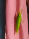 Green leaf insect on pink fabric Royalty Free Stock Photo