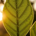Green leaf with intricate vein patterns, backlit by warm sunlight Royalty Free Stock Photo