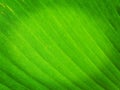 Green Leaf with Intricate Vein Structure Royalty Free Stock Photo