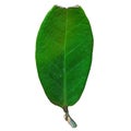 A Green leaf isolated over white background