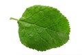 Green leaf isolated. Plum leaf on white background