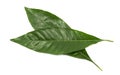 Green leaf isolated on a white background