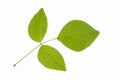 Green leaf isolated Royalty Free Stock Photo