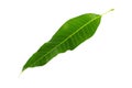 Green leaf isolated with white background and with clipping path.Mango leaves Royalty Free Stock Photo