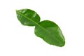 Green leaf isolated with white background and with clipping path.Mango leaves Royalty Free Stock Photo