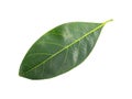 Green leaf isolated with white background and with clipping path.Mango leaves Royalty Free Stock Photo