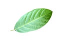 Green leaf isolated on white background. Royalty Free Stock Photo
