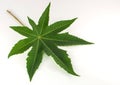 Green leaf isolated on white background