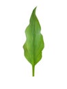 Green leaf isolated on white background plant foliage natural freshness vibrant