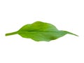 Green leaf isolated on white background organic plant foliage natural freshness vibrant