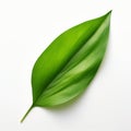 Green Leaf Isolated On White Background - Vincent Callebaut Style