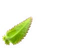 Green leaf isolated on white Royalty Free Stock Photo